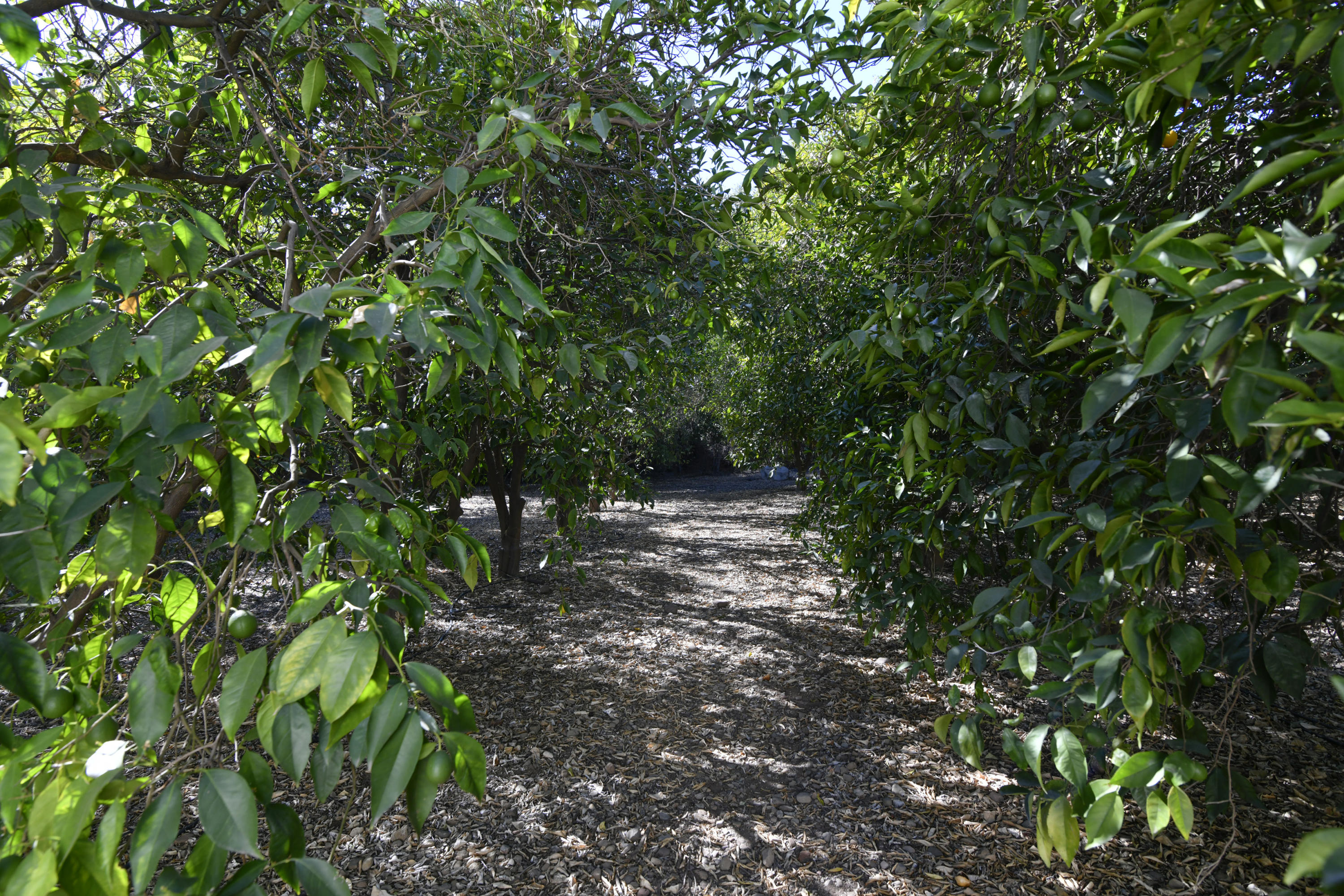 1615 McNell Road Ojai, CA 93023 - Photo 18 of 23 M26