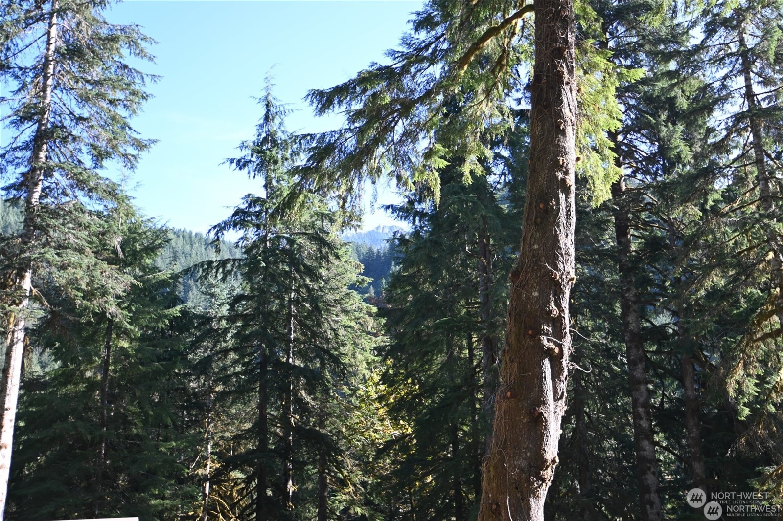 53011 Sky Loop Road Gold Bar, WA 98251 - Photo 7 of 24 a view of a tree