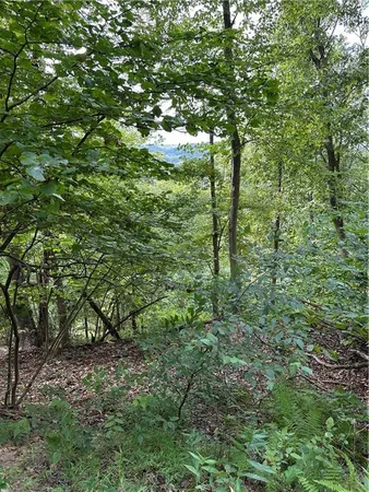 a view of a forest