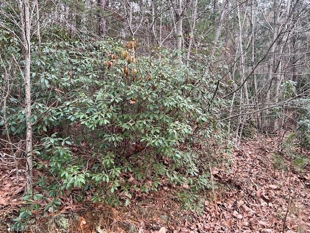 Tbd Tony Holder Road Lowgap, NC 27024 - Photo 3 of 4
