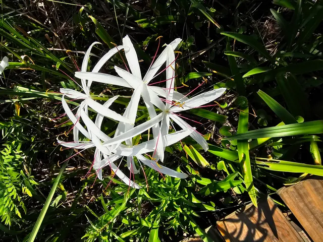 a bird view of a house
