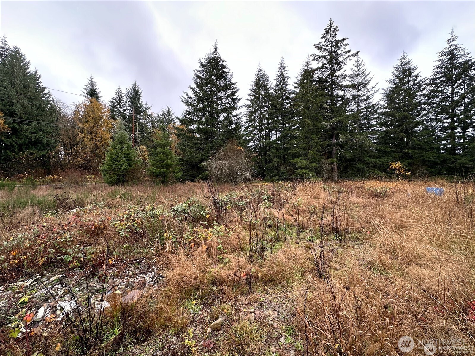 144 West Avery Road, Unit A Winlock, WA 98596 - Photo 3 of 6 a view of yard with trees