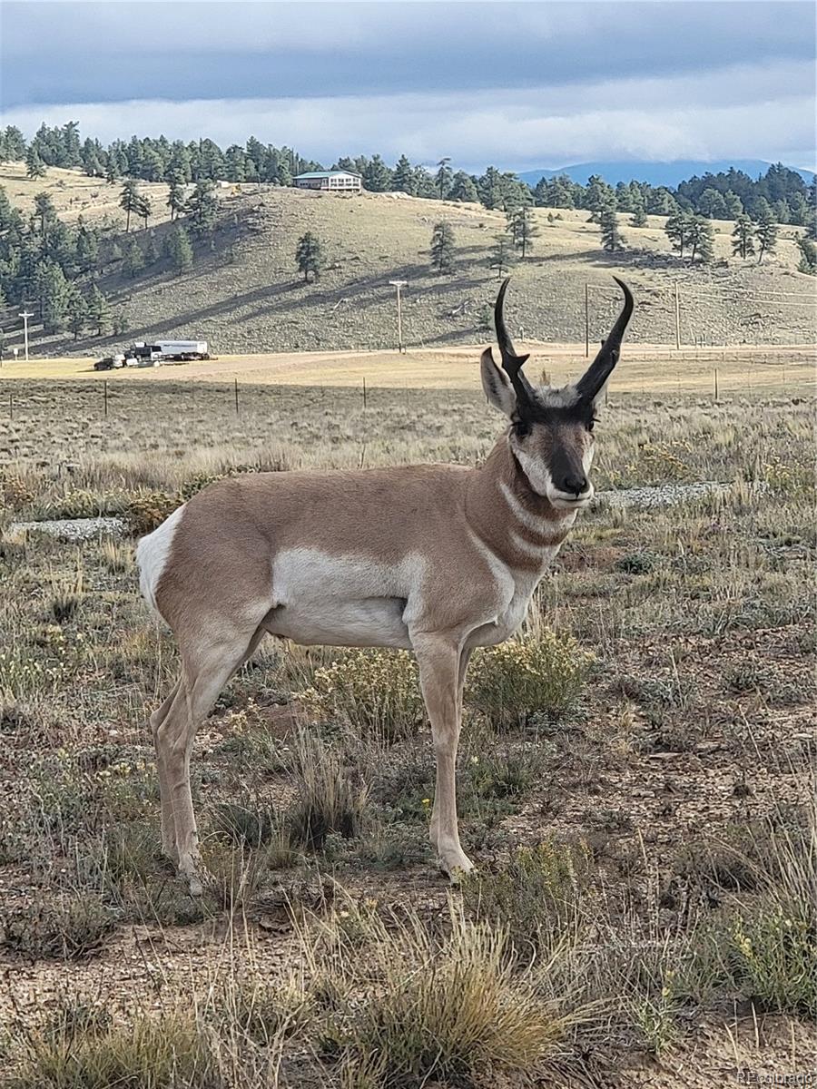 2883 Wagon Wheel Road Hartsel, CO 80449 - Photo 8 of 50