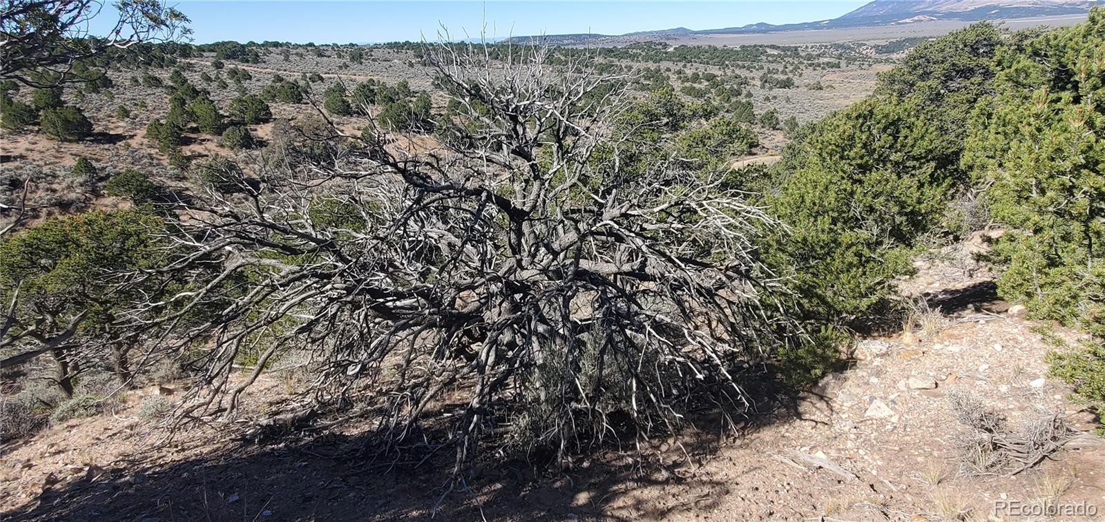 Lot 7356 Bidwell Road Fort Garland, CO 81133 - Photo 14 of 23 a view of a field with a tree in the background
