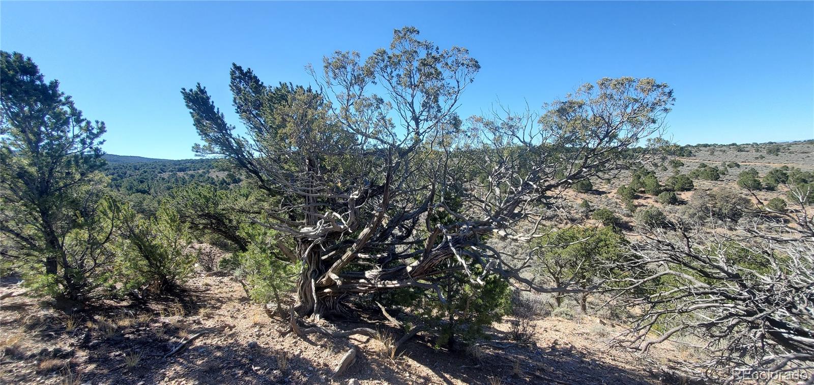 Lot 7356 Bidwell Road Fort Garland, CO 81133 - Photo 15 of 23 a view of a bunch of trees
