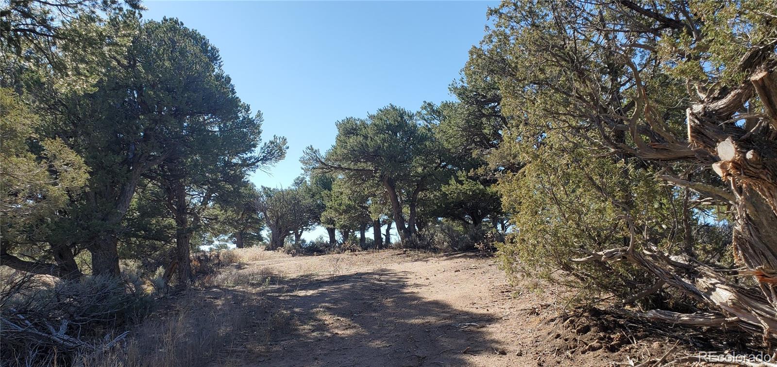 Lot 7356 Bidwell Road Fort Garland, CO 81133 - Photo 4 of 23 a view of road covered with trees