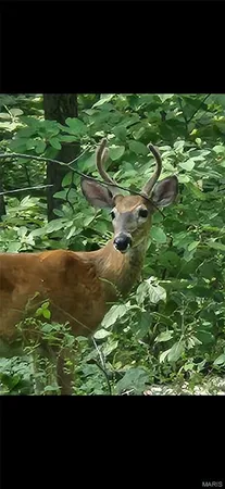 $200,000 | 1855 Rock Springs Road, Wright City, MO 63390