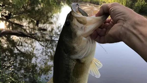 a view of a lake in middle of forest
