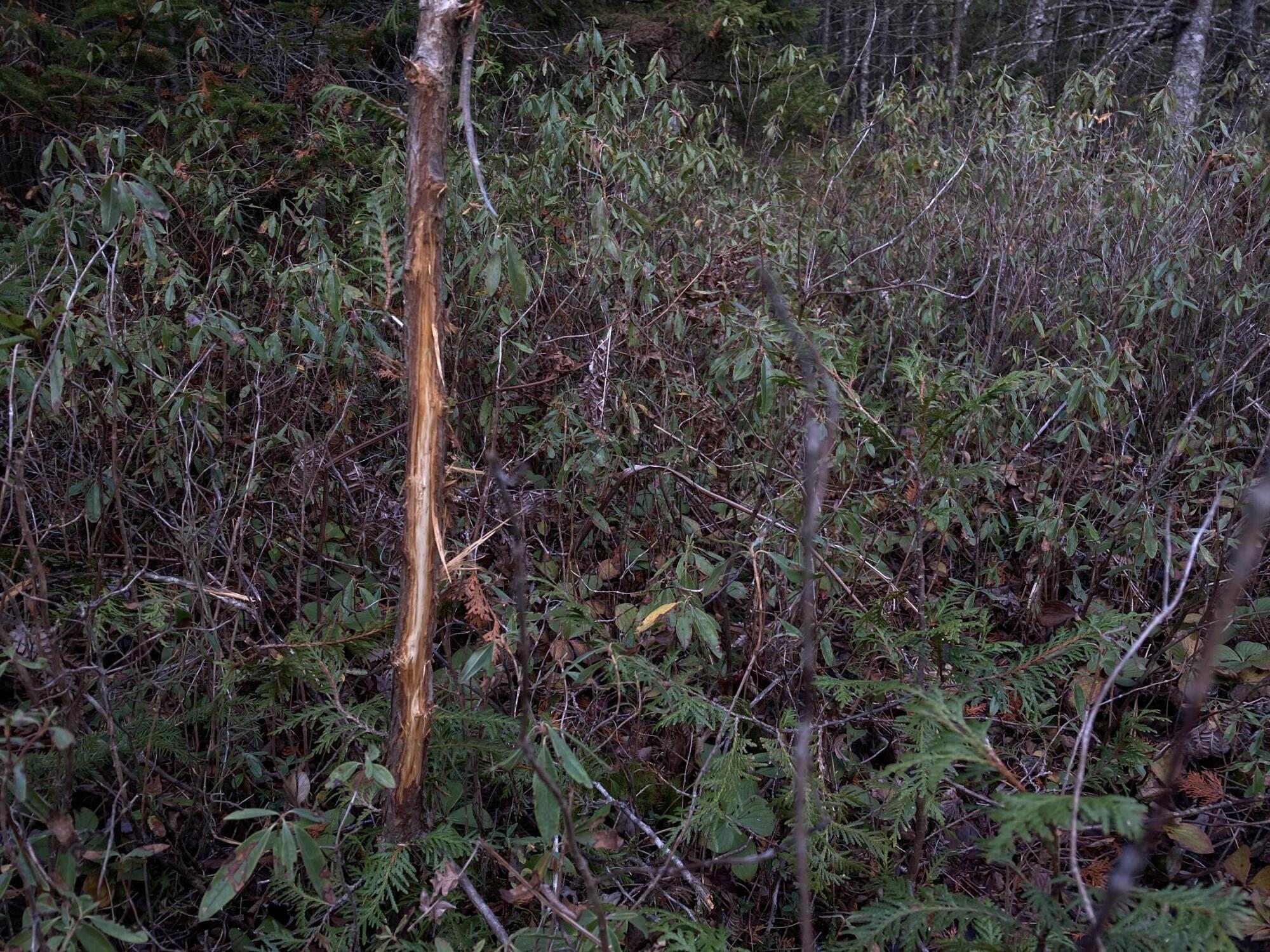 Lot 5-a Pond Road Gouldsboro, ME 04607 - Photo 14 of 19 IMG_1402