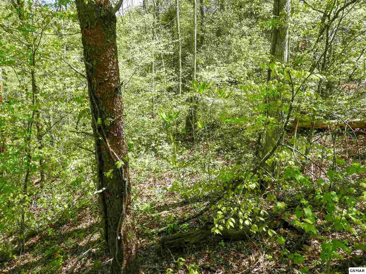 7 Old Birds Creek Road Sevierville, TN 37876 - Photo 3 of 15
