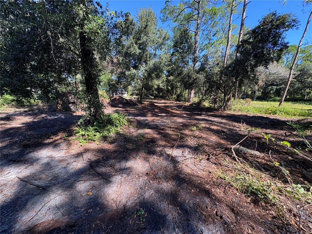 8939 Beverly Hills Road Lakeland, FL 33809 - Photo 7 of 23 a view of a yard with plants and trees