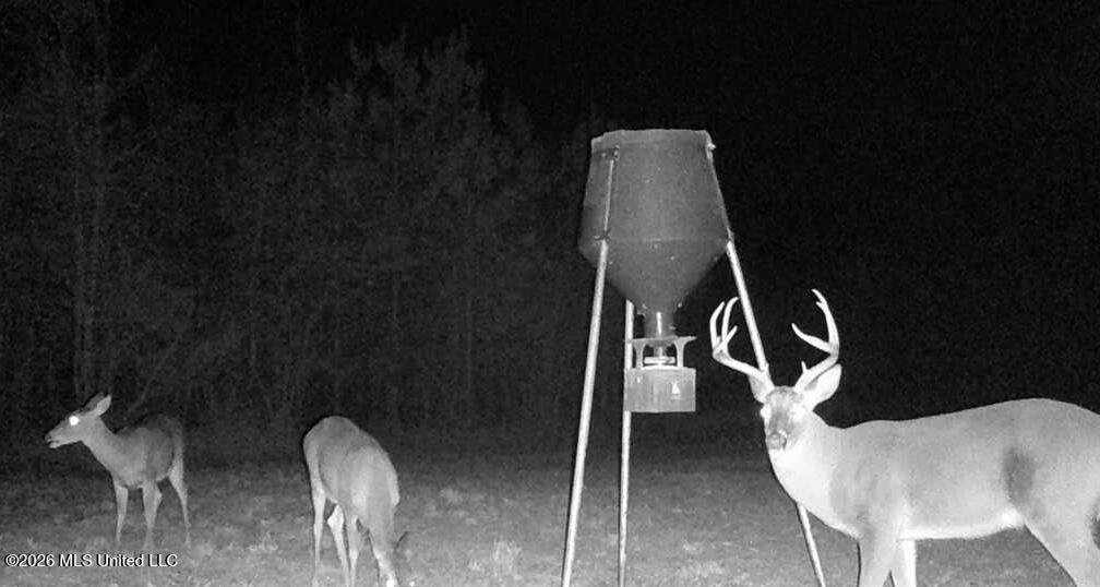 8525 State Boulevard Meridian, MS 39305 - Photo 2 of 14 lauderdale 97 deer 2