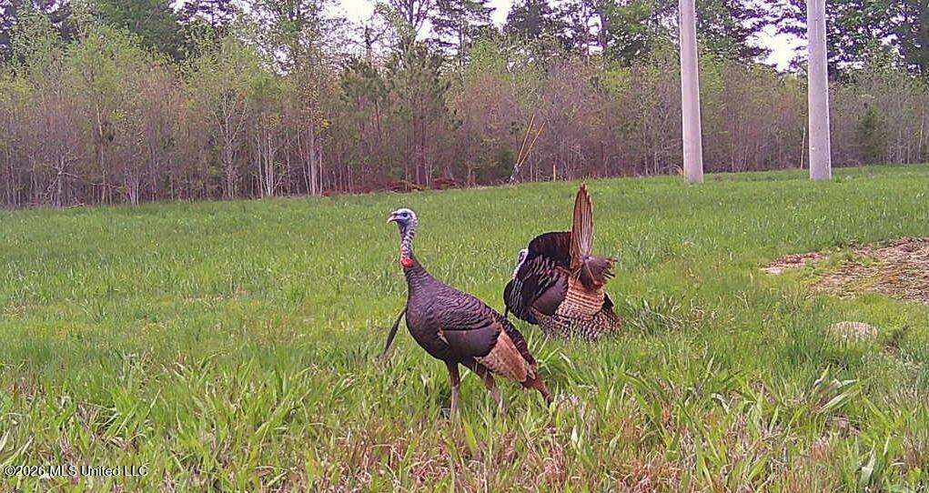 8525 State Boulevard Meridian, MS 39305 - Photo 3 of 14 Lauderdale 97 turkey12
