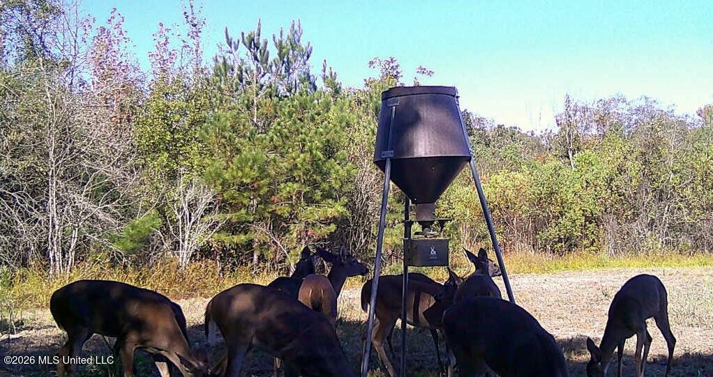 8525 State Boulevard Meridian, MS 39305 - Photo 8 of 14 lauderdale97 deer 12