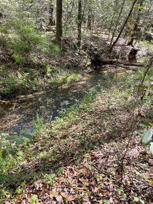 0 Co Road Abbeville, AL 36310 - Photo 1 of 1