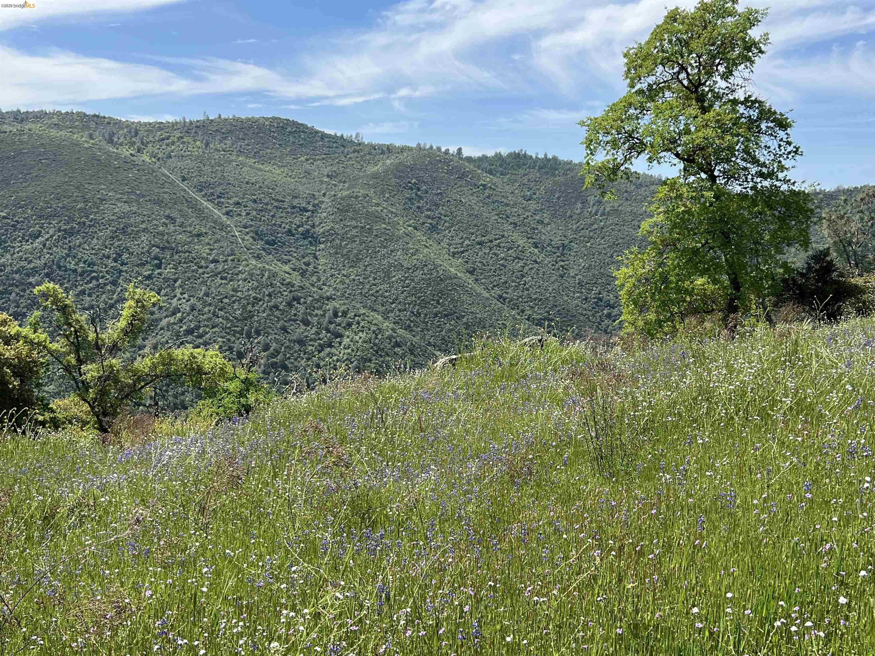 45-ac Powell Ranch Road Sonora, CA 95370 - Photo 21 of 24 a view of a lush green forest with lots of trees