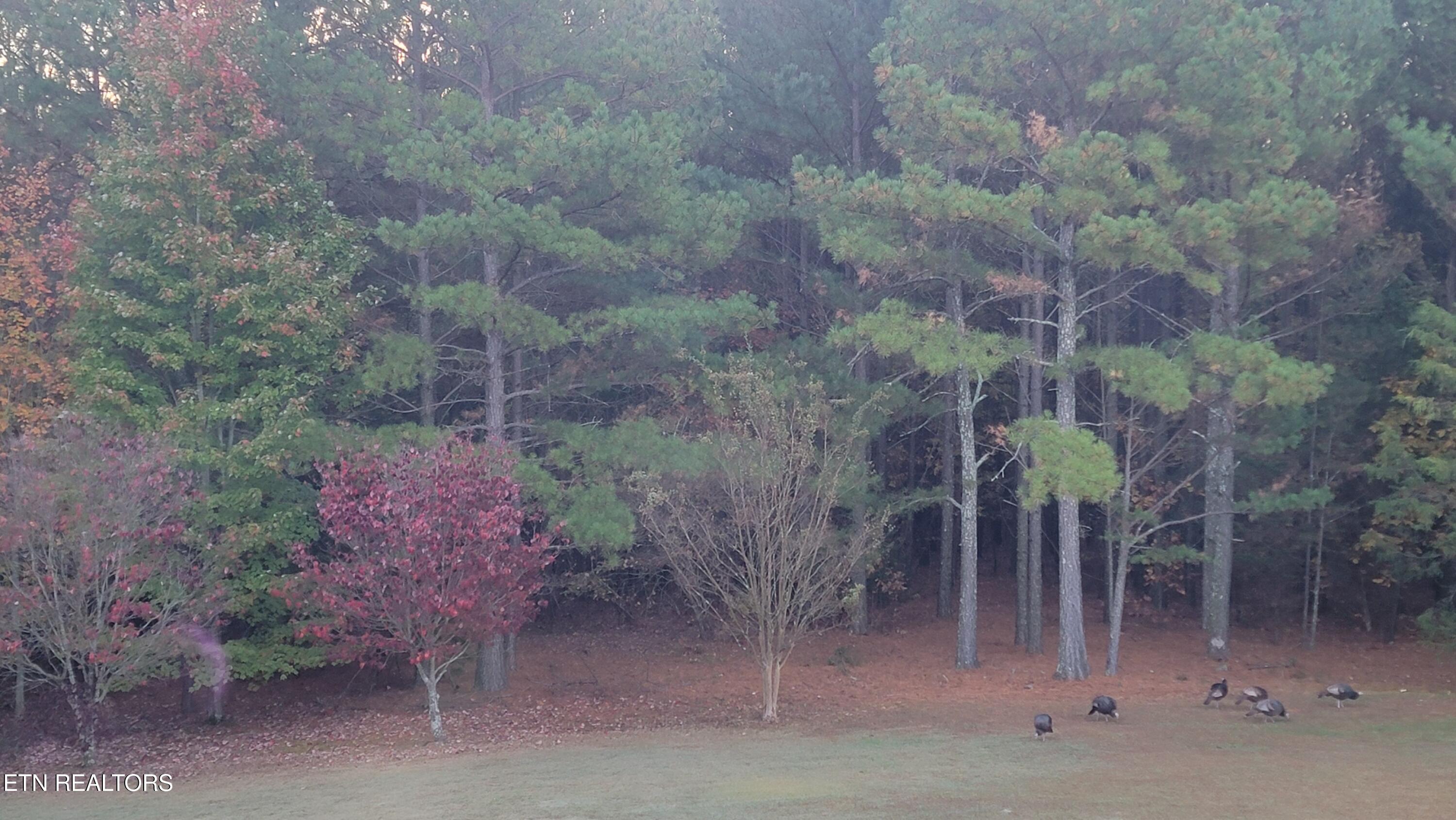 1410 Ward Road Loudon, TN 37774 - Photo 4 of 60 IMG_3700