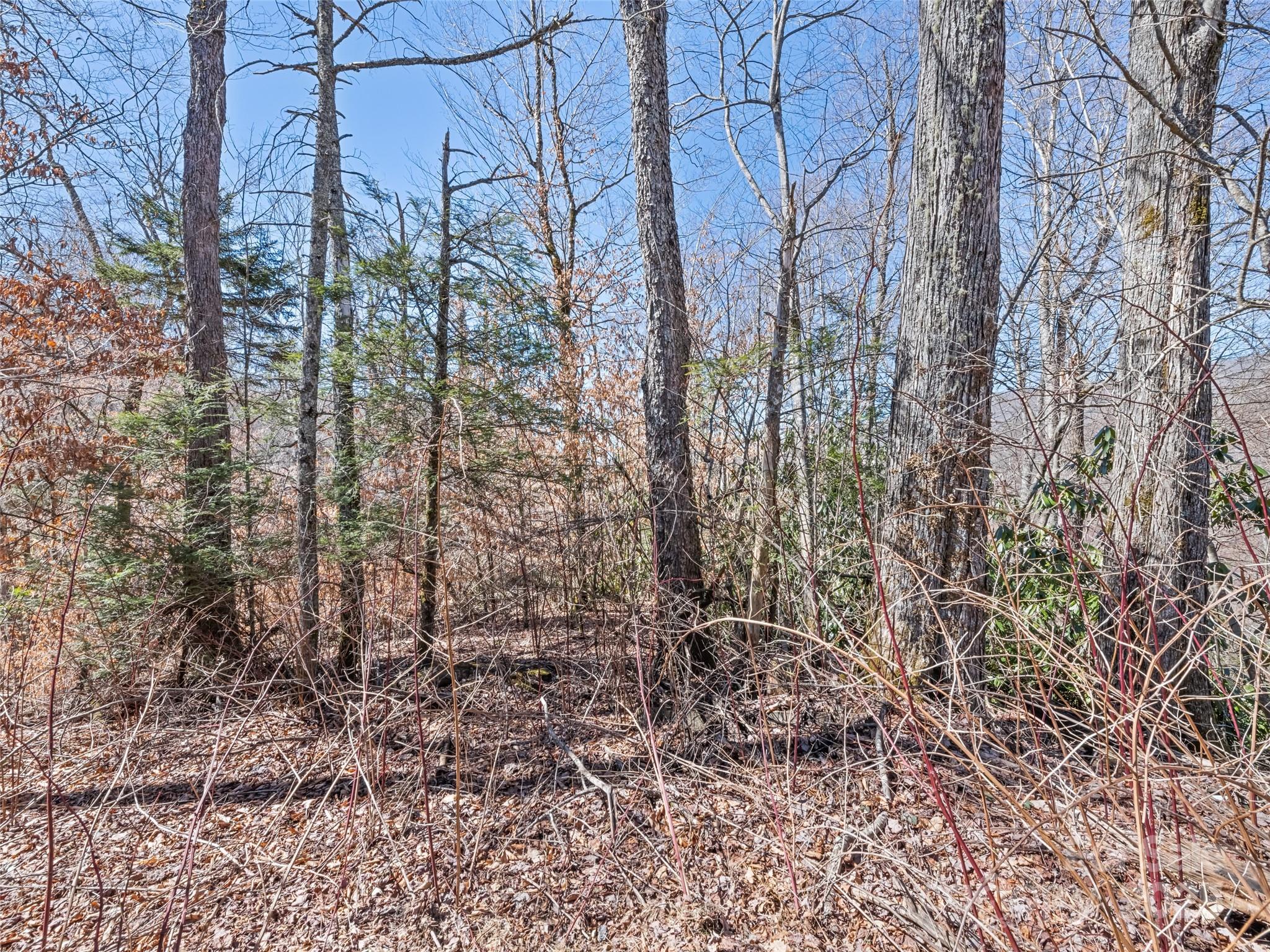 Lot 5 Spruce Flats Road Maggie Valley, NC 28751 - Photo 10 of 13 a view of a yard with trees