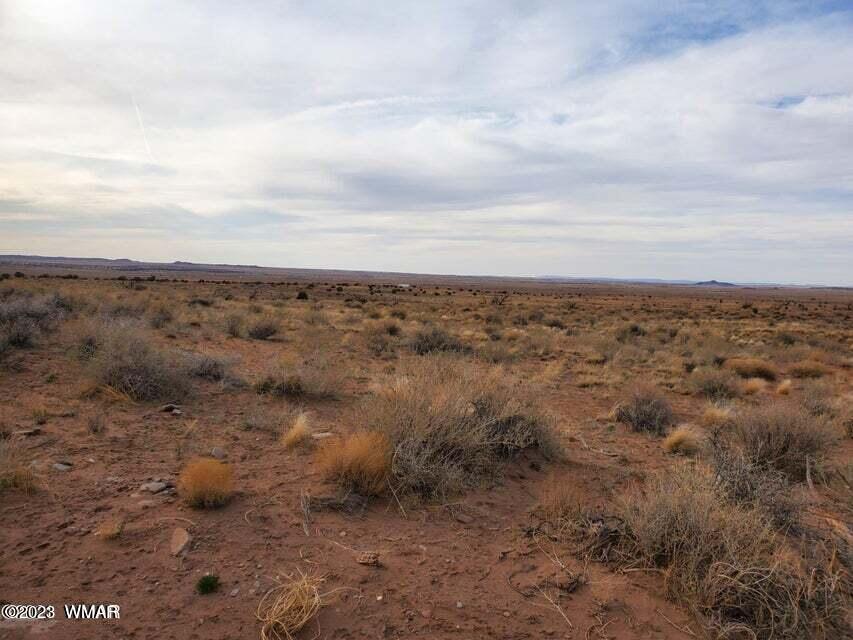 8181 Uttecht Trail Snowflake, AZ 85937 - Photo 5 of 5 a view of a dry yard with lots of trees