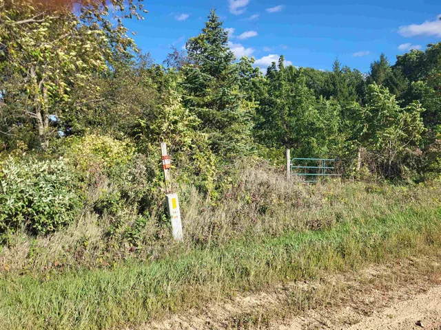 a view of a lush green forest