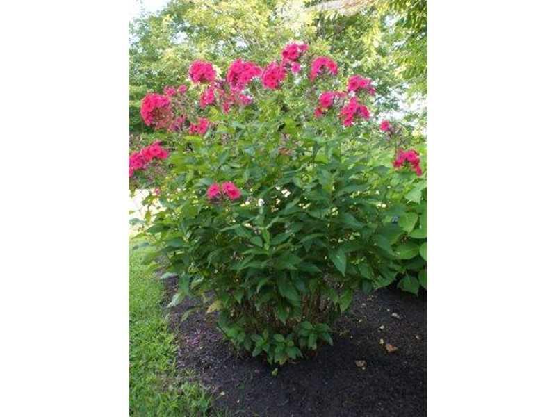 19 Goodhue Road Sidney, ME 04330 - Photo 20 of 22 Yard/Garden.
