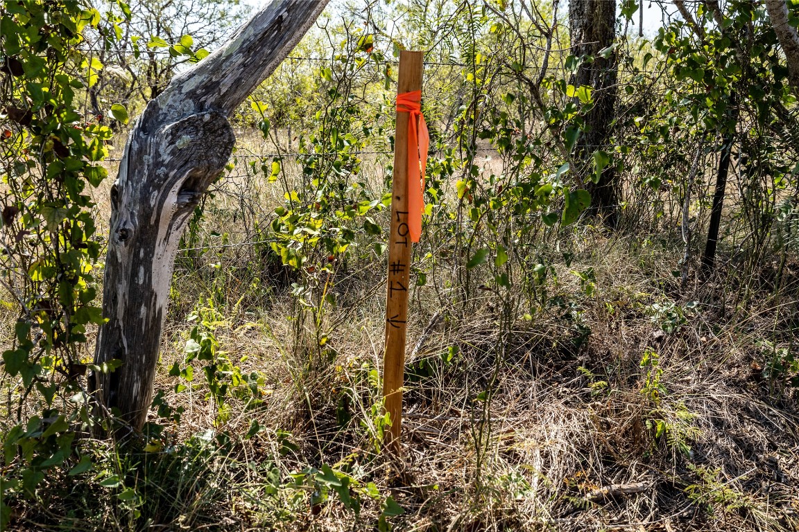 Tbd Lot 1 Tbd Road Red Rock, TX 78662 - Photo 12 of 12 a close up of a plant
