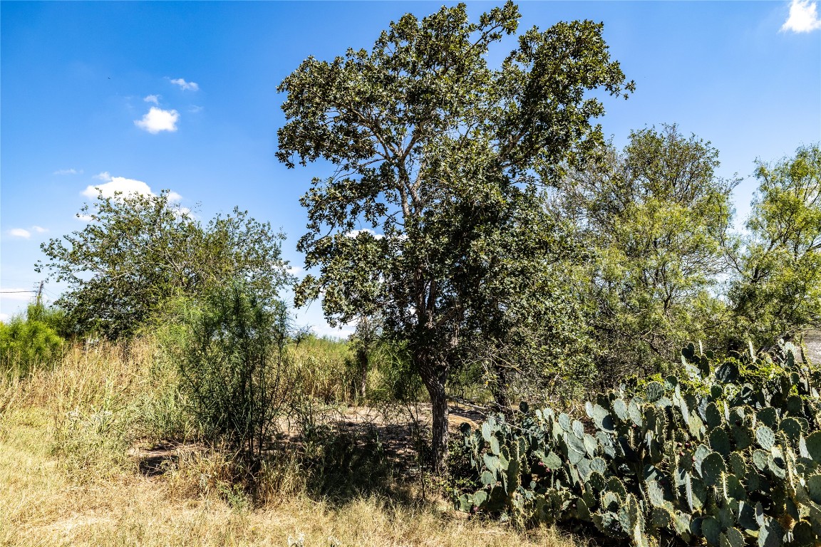 Tbd Lot 1 Tbd Road Red Rock, TX 78662 - Photo 6 of 12 a view of a tree in a yard