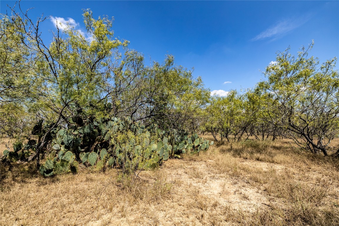 Tbd Lot 1 Tbd Road Red Rock, TX 78662 - Photo 8 of 12 a view of a field