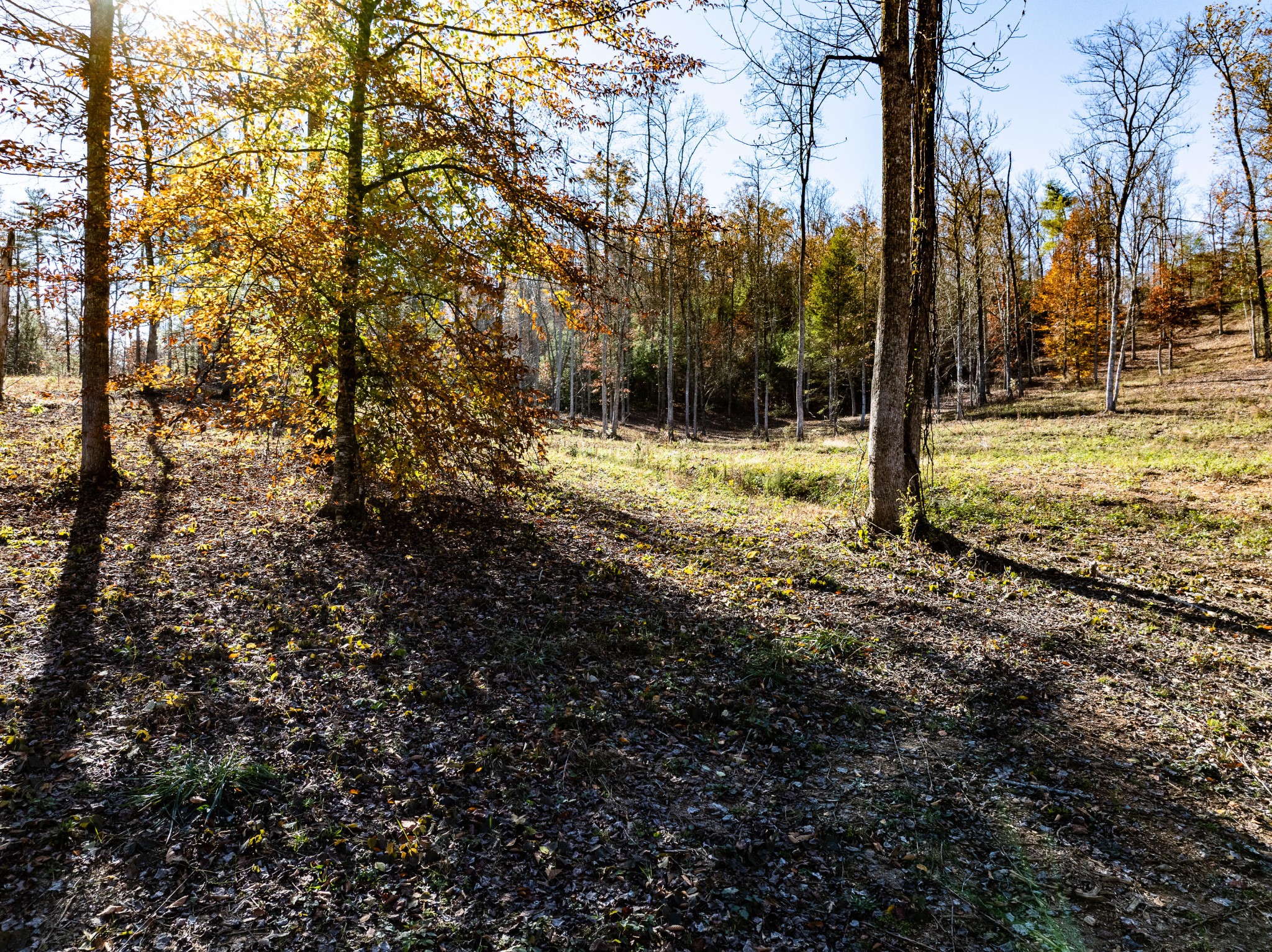 2277 Tellico Reliance Road Reliance, TN 37369 - Photo 7 of 34 a view of a yard with trees