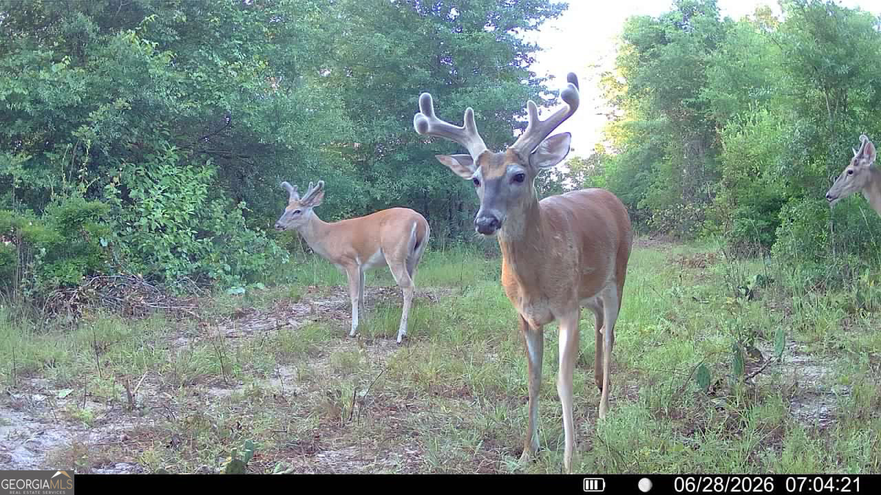 Tbd Tbd Wooten Road Cuthbert, GA 39840 - Photo 9 of 71