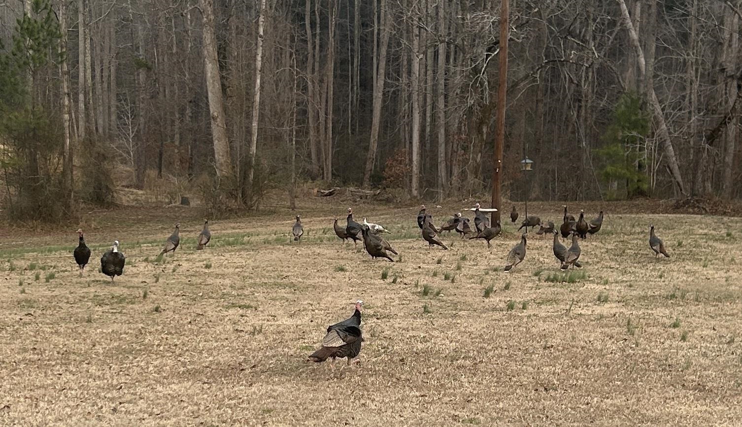 303 State Rd S-11-145 Chesnee, SC 29323 - Photo 40 of 41