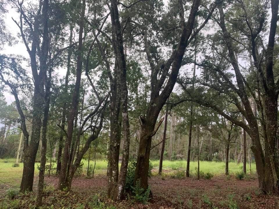 26348 Feely Road Elberta, AL 36530 - Photo 7 of 43