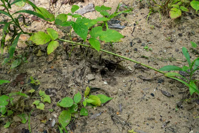 $199,000 | 4959 Sloop Road, East Jordan, MI 49727