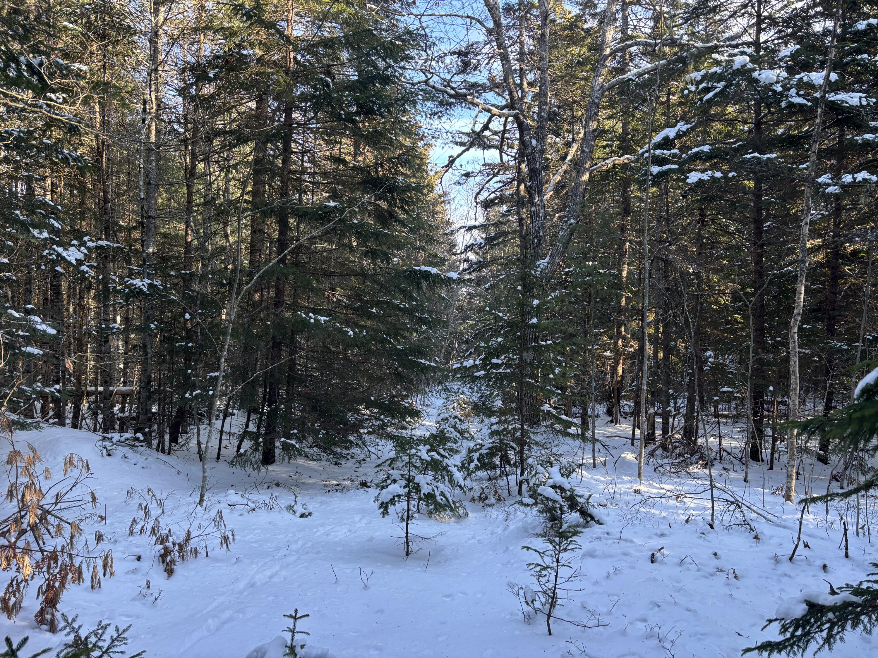 M11-l17 Rogers Point Road Steuben, ME 04680 - Photo 4 of 6 Elevated Land