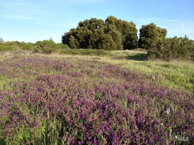a big yard with lots of green space