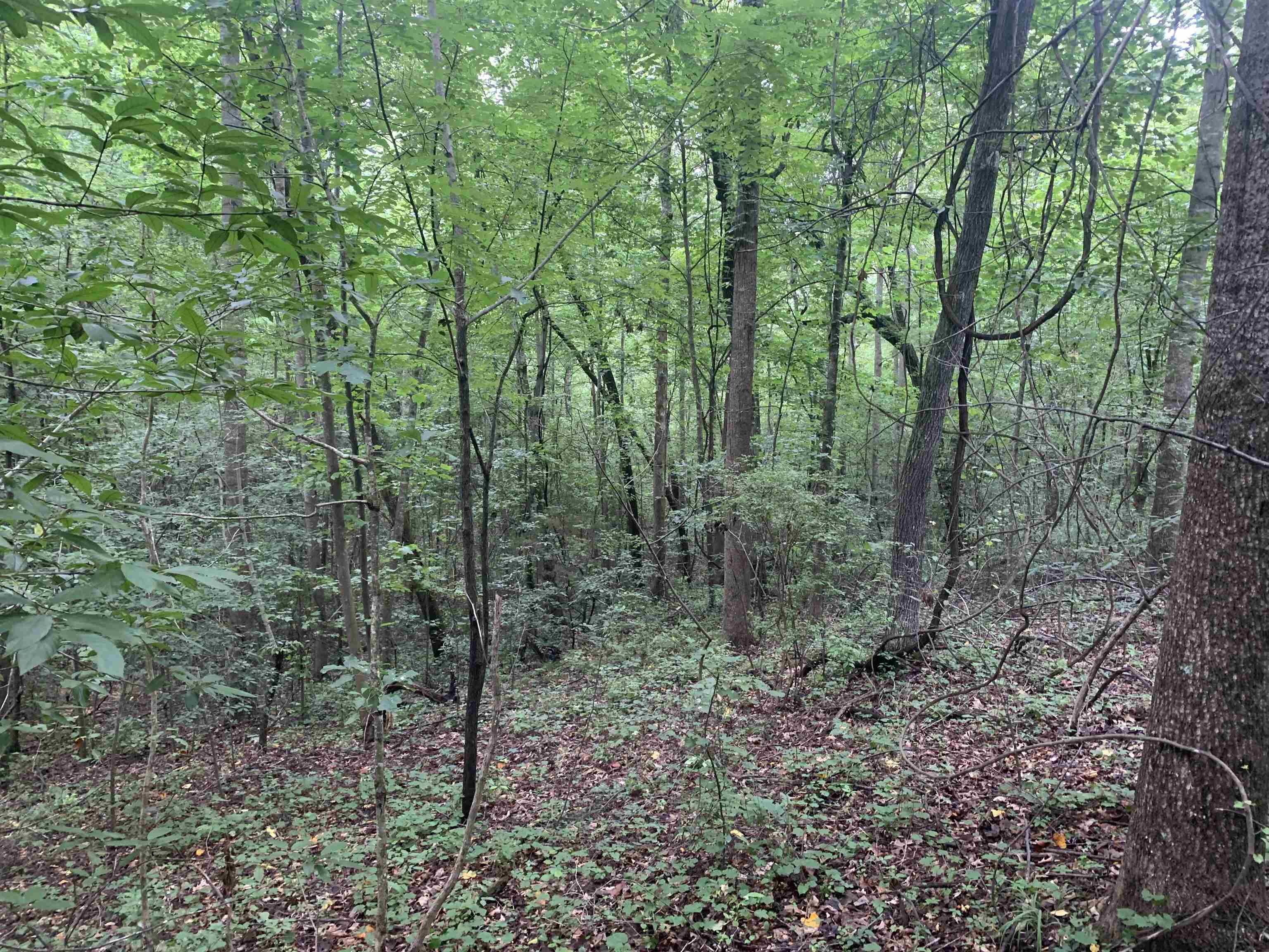 1386 C Elvin Weeks Road Bethel Springs, TN 38315 - Photo 5 of 11