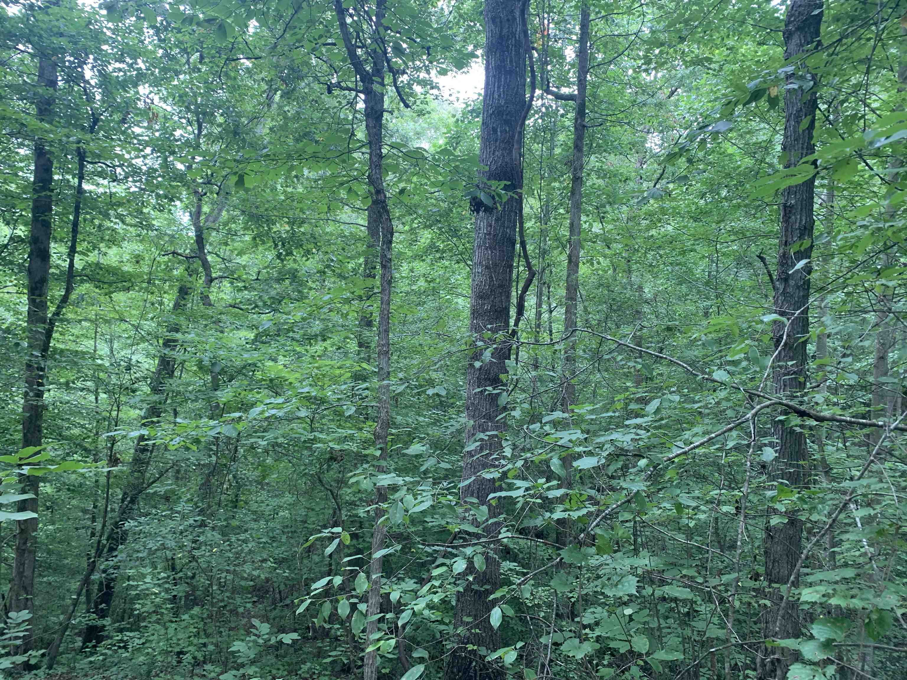 1386 C Elvin Weeks Road Bethel Springs, TN 38315 - Photo 6 of 11