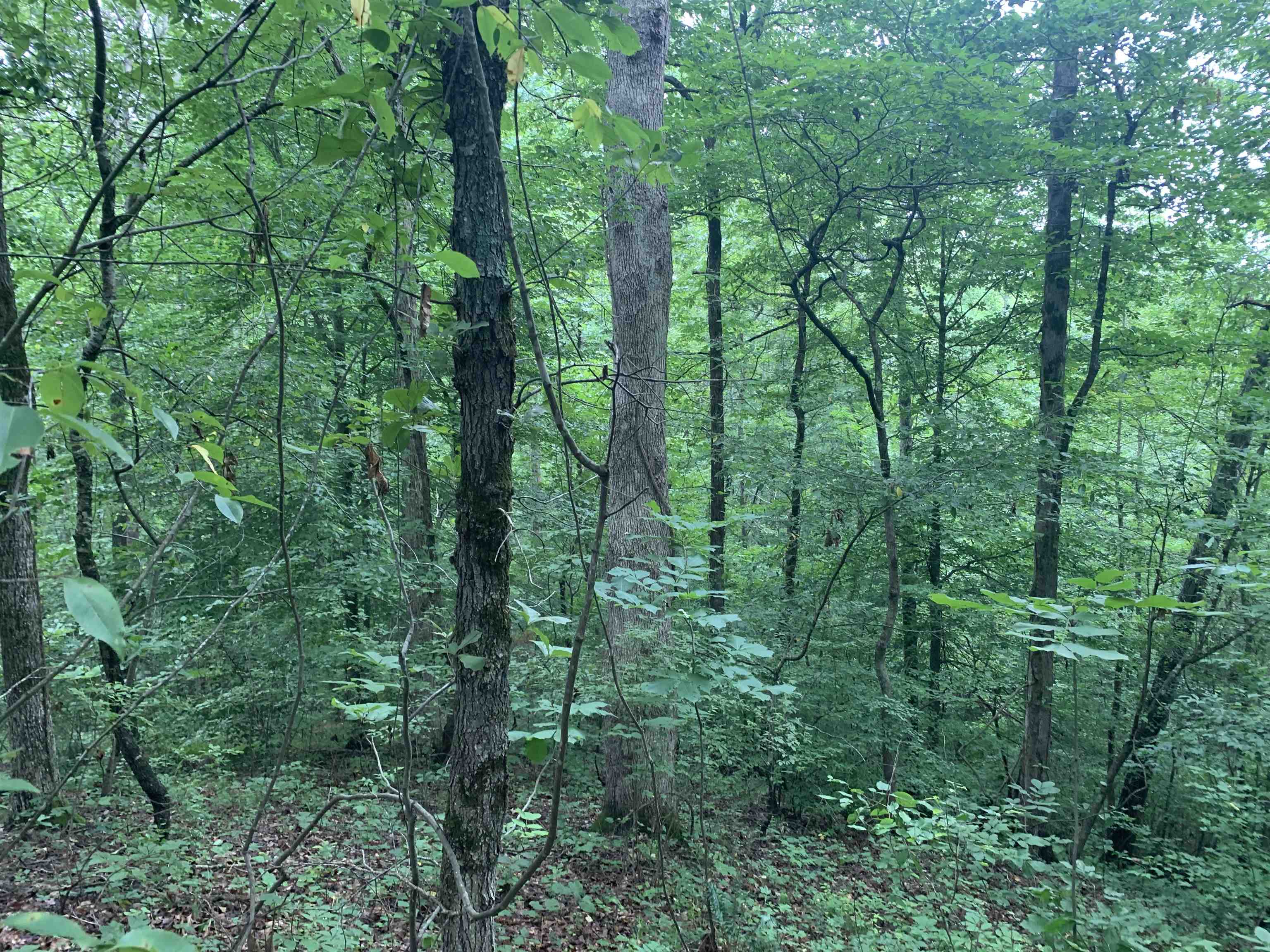 1386 C Elvin Weeks Road Bethel Springs, TN 38315 - Photo 7 of 11