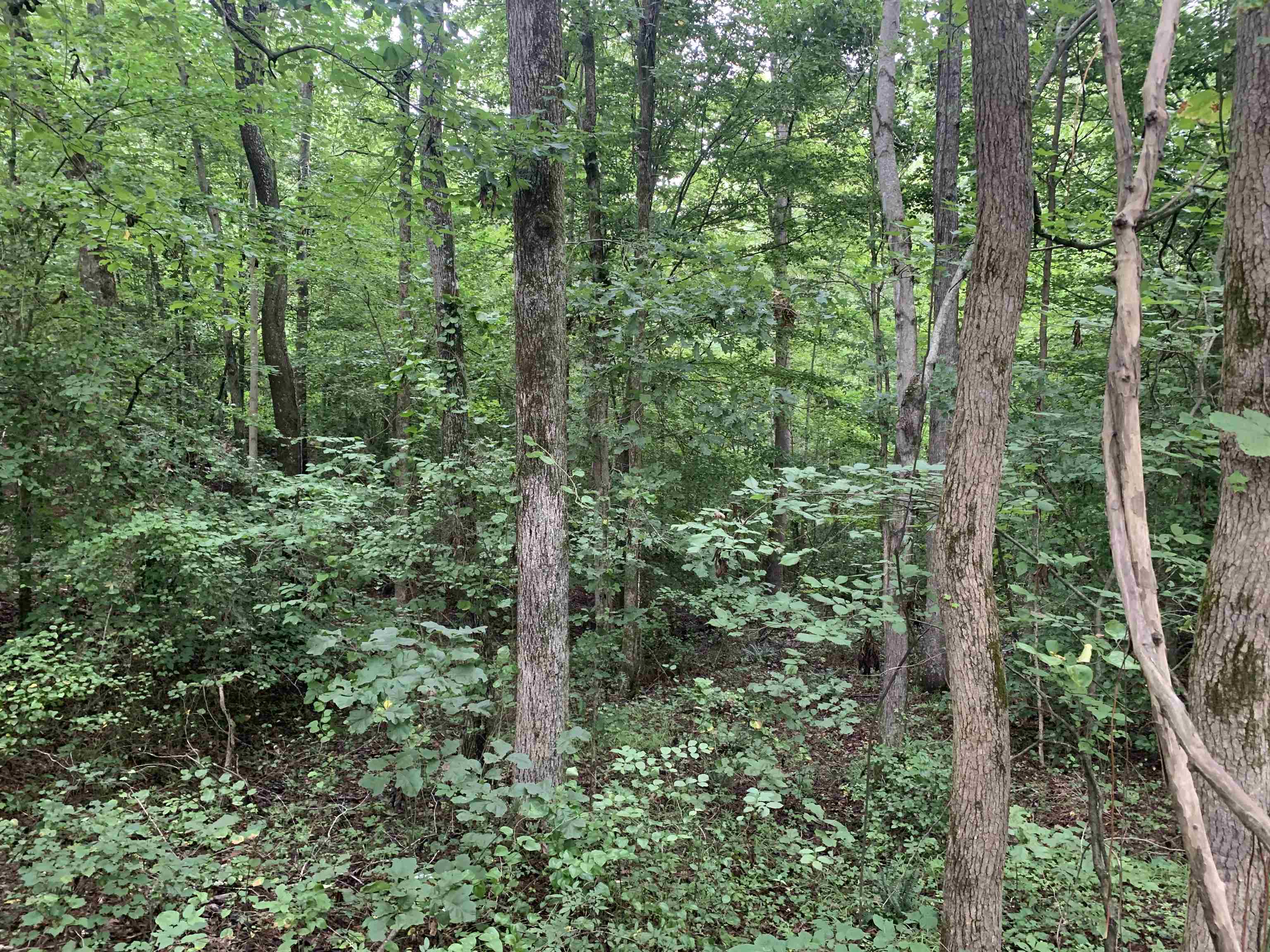 1386 C Elvin Weeks Road Bethel Springs, TN 38315 - Photo 8 of 11