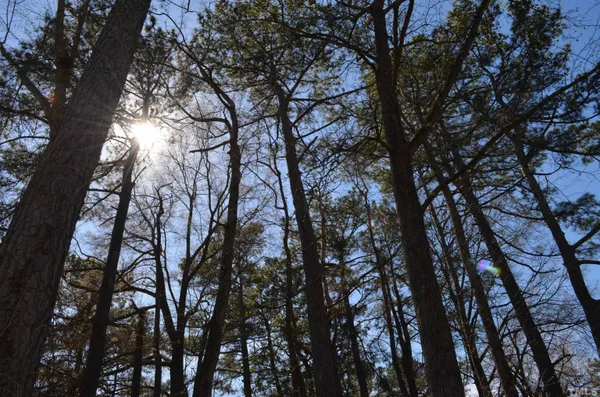 a view of a forest with lots of trees