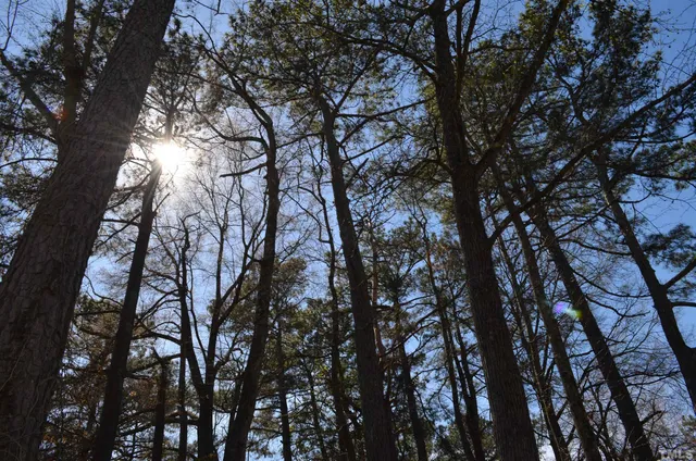 a view of a forest with lots of trees