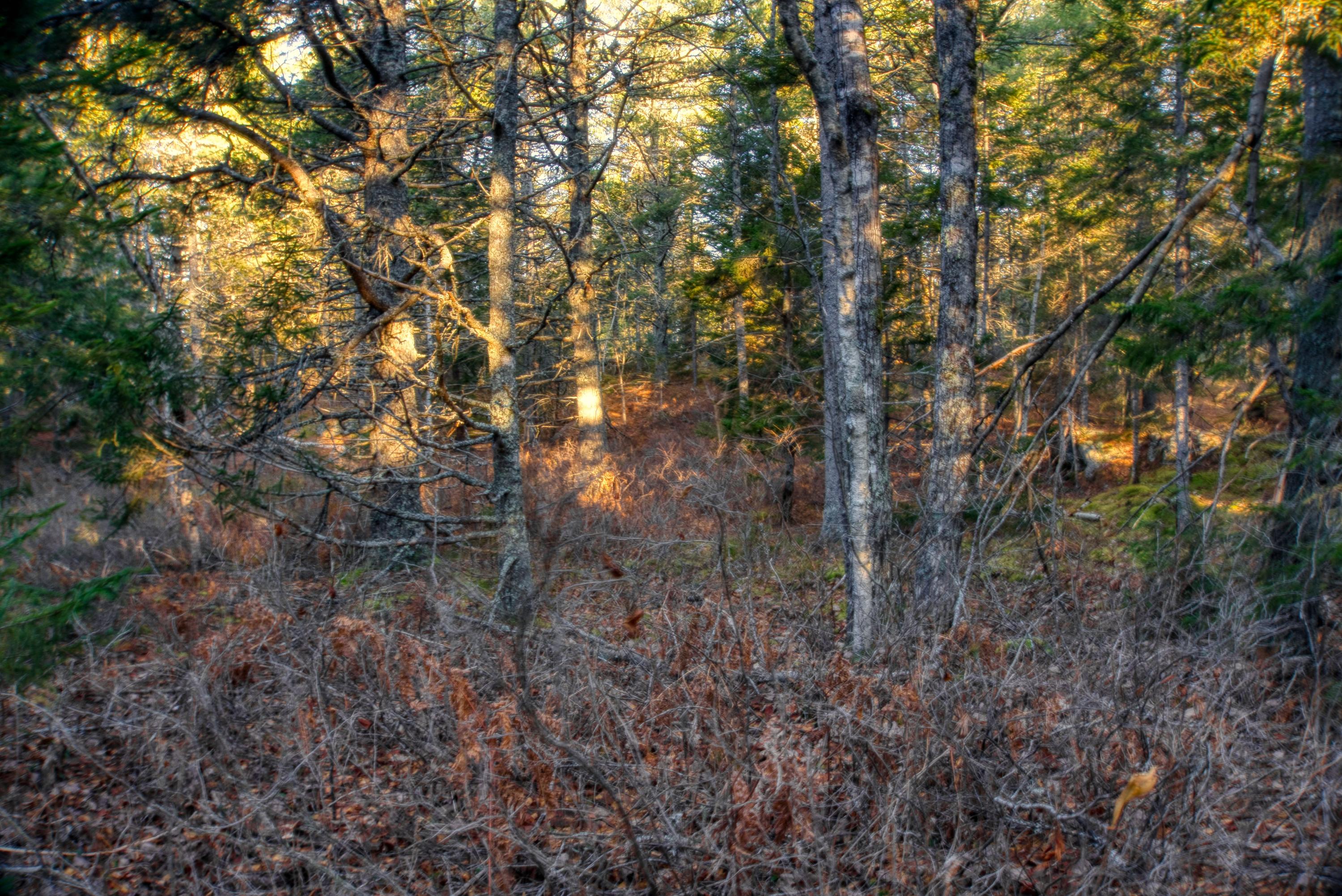 Tbd East Side Road Hancock, ME 04640 - Photo 15 of 16 inwoods view (21)