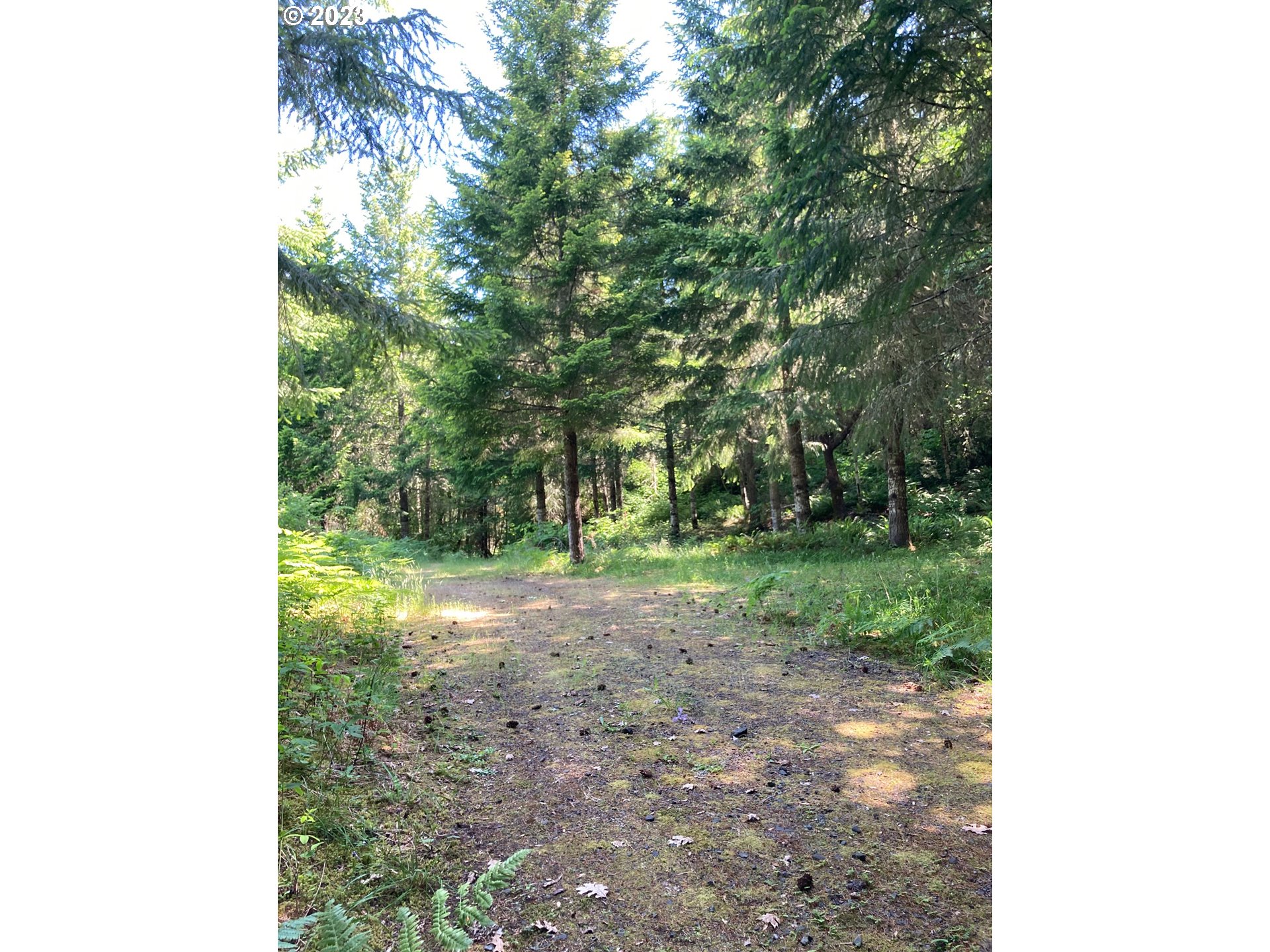 0 Turkey Run Road Creswell, OR 97426 - Photo 16 of 21 a view of a yard with plants and trees