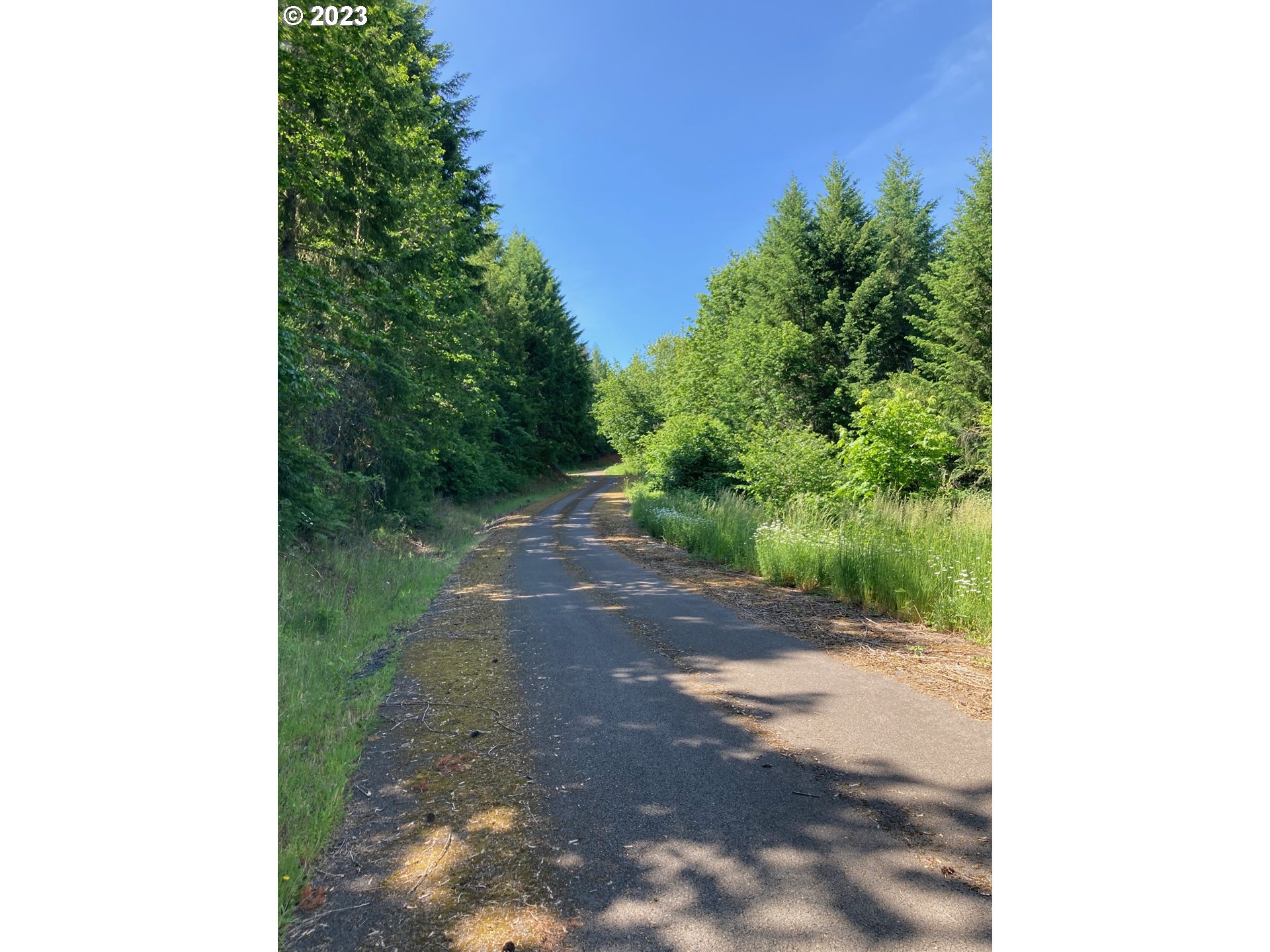 0 Turkey Run Road Creswell, OR 97426 - Photo 17 of 21 a view of a yard with plants and a trees