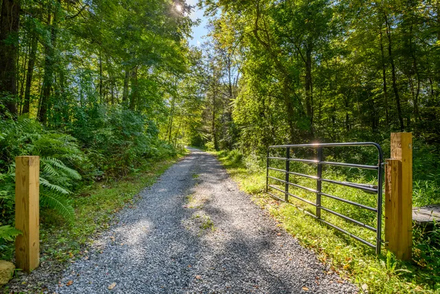 a view of a yard with large trees