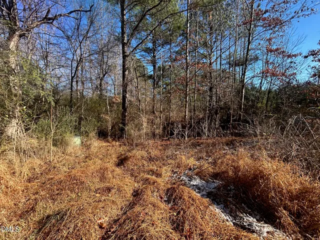 a view of a forest covered with trees