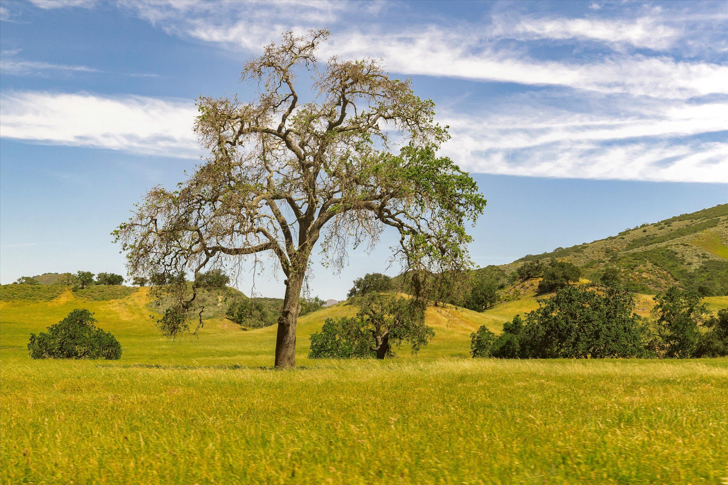 12707 Huasna Road Arroyo Grande, CA 93420 - Photo 27 of 77 27MLS in Order - Huasna