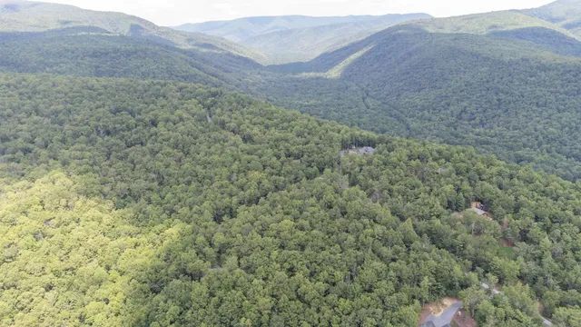 a close view of a forest