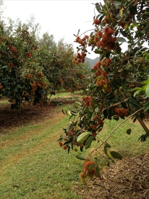 6020 Koolau Road, Unit 84 Kilauea, HI 96754 - Photo 3 of 5 Gallery Image 3