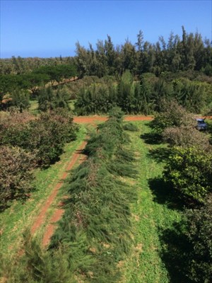6020 Koolau Road, Unit 84 Kilauea, HI 96754 - Photo 4 of 5 Gallery Image 4